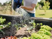 Expert Reveals Best Time to Water Plants During UK Heatwave