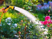 Expert Reveals Two Best Times to Water Garden Plants in Summer Heat