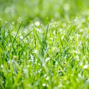 Expert tips for cutting grass after rain to protect your lawn