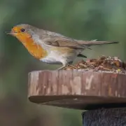 Expert Tips to Make Robins Feel Safe in Your Garden
