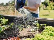 Experts Unanimously Agree on Best Time to Water Plants in Heatwave