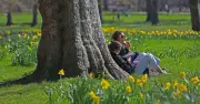 Extreme 36C Heat Puts UK Trees at Risk of Disease and Death