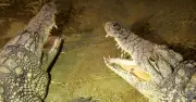 Family Distraught After Boy Thrown into Crocodile Enclosure at UK Zoo