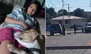 Family Dog Shot Dead by Police in Queensland After Being Hit by Patrol Car