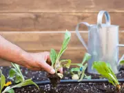 Family Stunned After Growing Year's Worth of Fruit and Veg in Back Garden