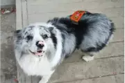 Famous Border Collie with 1.5M Followers Stolen, Eaten After Sold to Restaurant