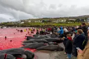 Faroe Islands Whale Cull: 706 Killed as Sea Turns Blood Red