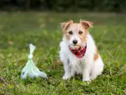 Fed-up homeowner seeks solution to neighbour's dog poo problem