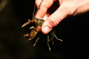 Fight to Save Australia's Endangered Spiny Crayfish from Climate Crisis