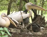 First Pelican Chicks in 360 Years Hatch in London's St James's Park