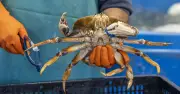 Fishing Expert Reveals UK Hotspots for Fresh Crab, Lobster, and Scampi