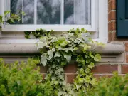 Five Aggressive Garden Plants That Could Damage Your Home