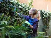 Five Invasive UK Garden Plants That Could Damage Your Home