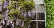Five UK Garden Plants That Can Aggressively Damage Your Home if Unchecked