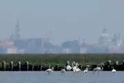 Flamingos Flock to Venice in Record Numbers as Wetlands Are Restored