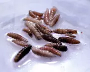 Flesh-Eating Screwworm Fly Found in Texas Calf After 60 Years