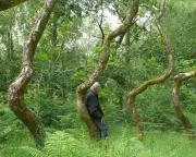 For the Beloved Ash Dome, Death Is Not the End: A Living Sculpture's Transformation