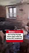 Former Crufts Winner Lynda Cooper Sentenced for Neglecting 77 Dogs