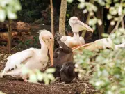 Four Pelican Chicks Hatch at St James's Park for First Time in History