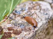 Four Plants That Naturally Repel Slugs From Your Garden All Summer