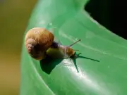 Four Slug Repellent Plants to Keep Pests Out of Your Garden All Summer
