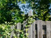 Four UK Garden Plants That Could Damage Your Home Insurance