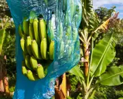 France must repair its Caribbean legacy beyond symbolic acts
