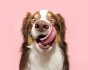 From Sand to Wasps' Nests: 11 Dogs' Weirdest Meals