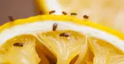 Fruit Flies Repelled by Common Wine Cork in Fruit Bowl, Not Vinegar