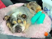 Fundraiser for shelter that rebuilt neglected dog's feet offers guitar prize