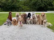 Fussiest Dog Breeds Ranked by Expert: Poodles Top the List