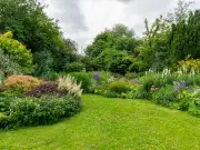 Garden Experts Urge Planting Foxgloves to Protect Bees This Summer