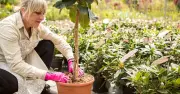 Gardener Urges Everyone to Plant £10 Flamingo Willow Tree This June