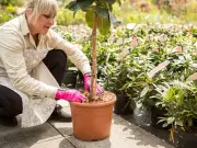Gardener Urges Everyone to Plant Flamingo Willow Tree This June