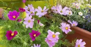 Gardener's 6 drought-tolerant plants for a colourful sunny garden