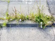 Gardener's Foolproof Method Kills Patio Weeds Fast Without Harsh Chemicals