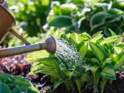 Gardeners urged to add mushrooms to water to stop plants wilting during heatwave