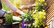 Gardeners Urged to Avoid Key Mistake Now to Boost Summer Blooms