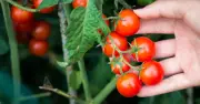Gardeners Urged to Avoid Key Mistake to Help Tomatoes 'Grow in Abundance'