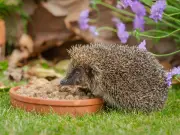 Gardeners Urged to Check for Hedgehogs Before Strimming This Summer