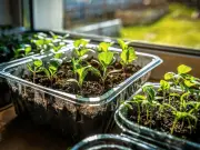 Gardeners Urged to Do 1 Task This Week Ahead of Forecast 41C Heatwave