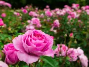 Gardeners Urged to Follow Two-Step Rose Deadheading for Better Blooms