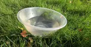 Gardeners Urged to Leave Bowl of Water in Garden Until Thursday