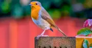 Gardeners Urged to Leave Mealworms for Robins in July Heat