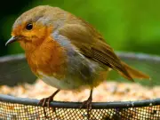 Gardeners Urged to Leave Mealworms for Robins in Summer Heat
