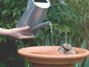 Gardeners Urged to Leave Water Trays for Wildlife Amid Heatwave