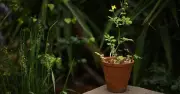 Gardeners Urged to Move Potted Plants to Shade Ahead of UK Heatwave