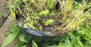 Gardeners Urged to Place Bucket of Muddy Water in Garden This Summer