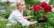 Gardeners Urged to Plant Low-Maintenance Hibiscus as Peony Alternative