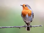 Gardeners Urged to Protect Robins by Providing Water During Heatwave